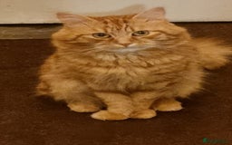 Siberian cats for stud: Handsome Ginger Siberian Cat for Stud - Image 6