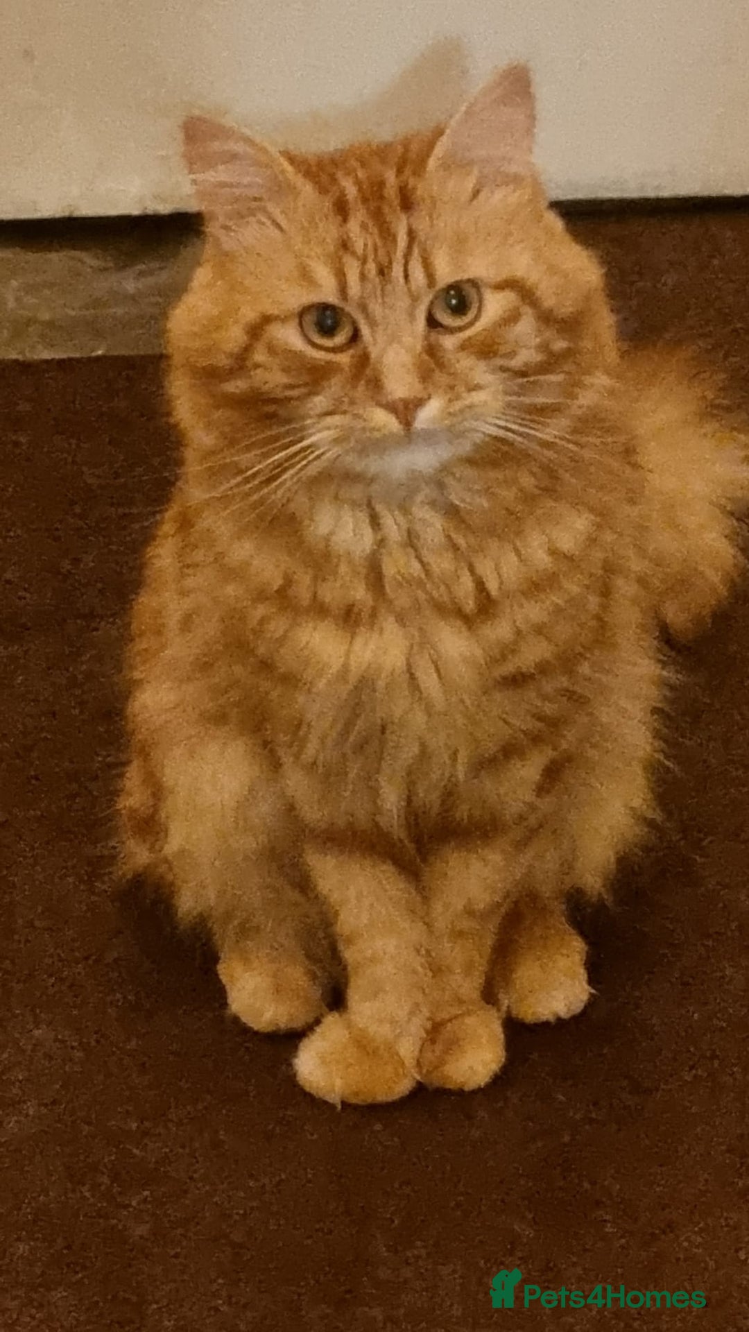 Siberian cats for stud: Handsome Ginger Siberian Cat for Stud - Image 6