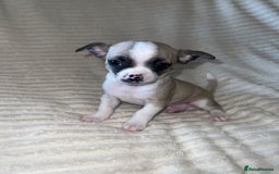 Chihuahua dogs for sale: Chihuahua puppies girls and boys - Image 10