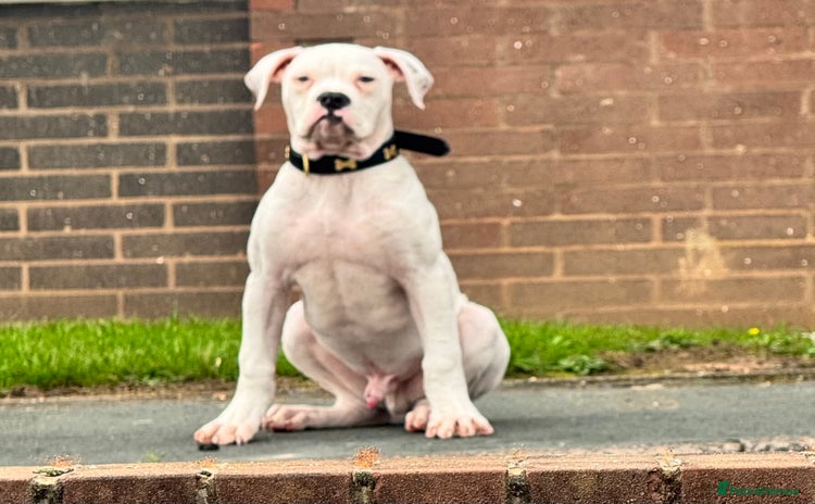 American Bulldog dogs - Advert 1