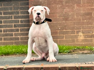 American Bulldog dogs - Advert 35