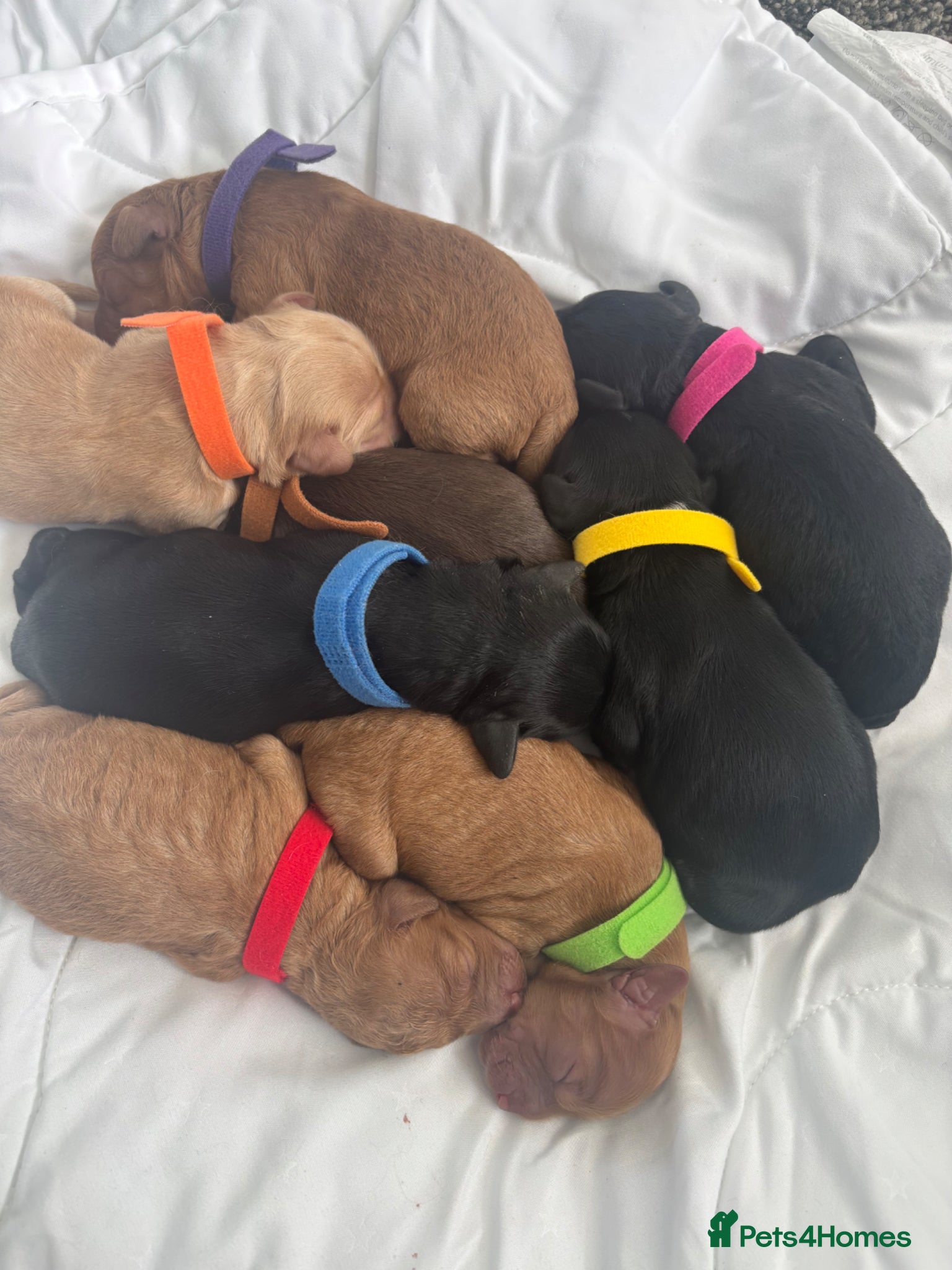 Cockapoo dogs Cockapoo puppies - Advert 1