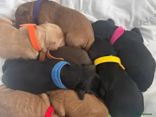 Cockapoo dogs Cockapoo puppies - Advert 1