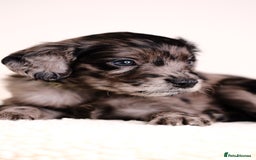 Mixed Breed dogs for sale: 8 UNIQUE Spaniel x Poodle Puppies - Image 7