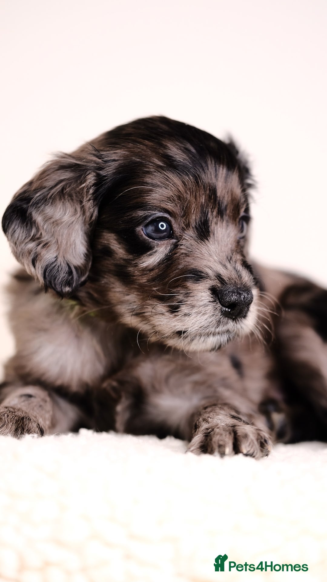 Mixed Breed dogs for sale: 8 UNIQUE Spaniel x Poodle Puppies - Image 7