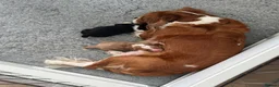 Cavalier King Charles Spaniel dogs for sale: Cavalier King Charles spaniel puppy  - Advert 8