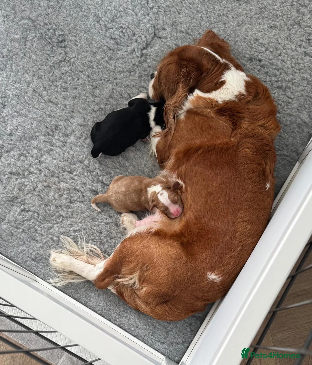 Cavalier King Charles Spaniel dogs for sale: Cavalier King Charles spaniel puppy  - Advert 8