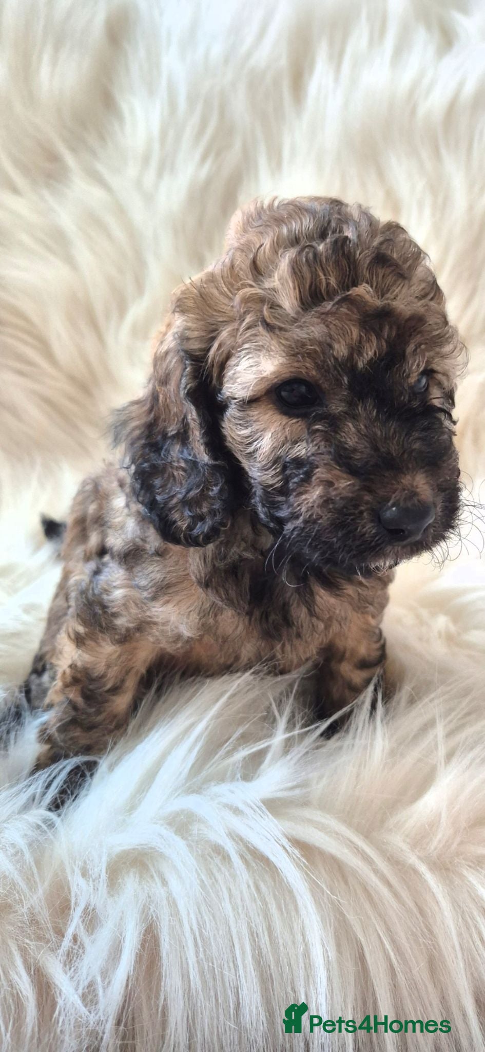Cockapoo dogs Cockapoo pups choc/merle 1 GIRL & 2 BOYS LEFT - Advert 2
