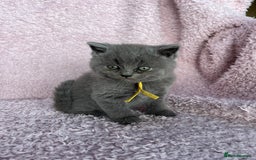 British Shorthair cats for sale: **5 Chunky pure breed BSH Kittens for sale** - Image 8