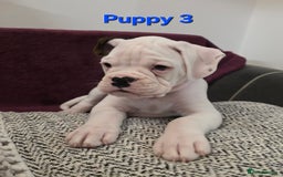 Boxer dogs for sale: KC REGISTERED Puppies-1x Gourgess Puppy available - Image 8