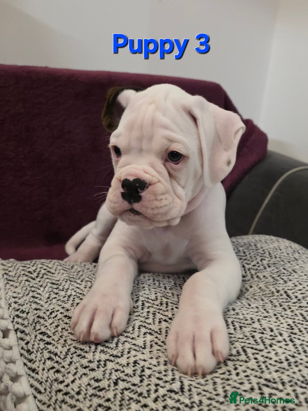 Boxer dogs for sale: KC REGISTERED Puppies-1x Gourgess Puppy available - Image 8