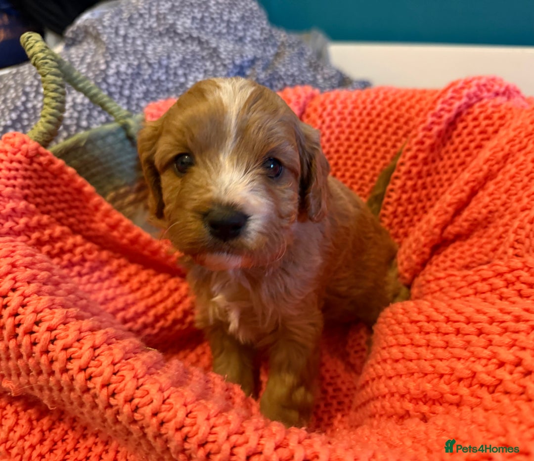 Cavapoo dogs for sale: Premium DNA Health Tested F1 Cavapoo Puppies - Advert 5