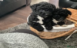 Jackapoo dogs for sale: 2 Toy poodle 3/4 Boys - Image 8
