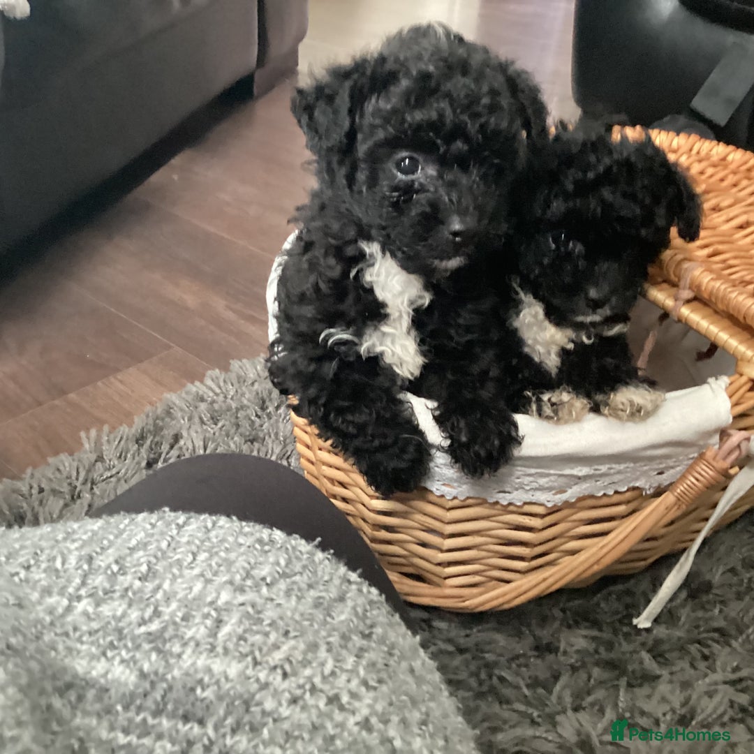 Jackapoo dogs for sale: 2 Toy poodle 3/4 Boys - Image 8