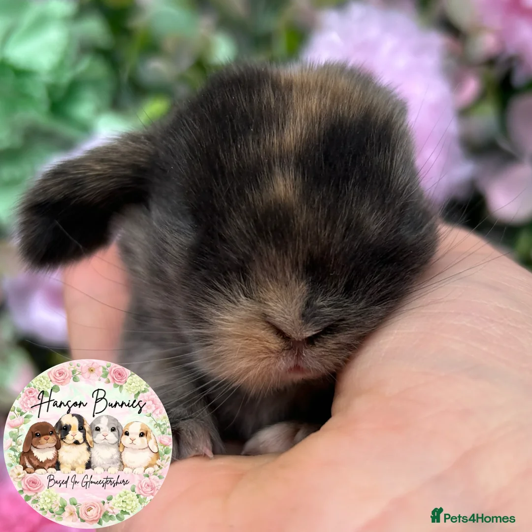 Mini Lop rabbits for sale: Beautiful Mini Lops For Sale - Advert 9
