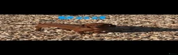 Dachshund dogs for sale: 3 miniature dachshund puppy’s 🐶 - Advert 12