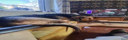 Mixed Breed dogs for stud: ANGUS STUD AVAILABLE Otterhound × Foxhound  46kg - Advert 5