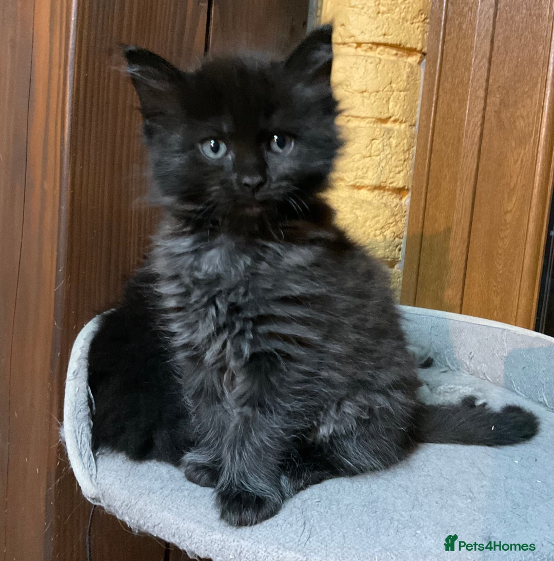 Ragdoll cats for sale: Lovely Kittens - Advert 9