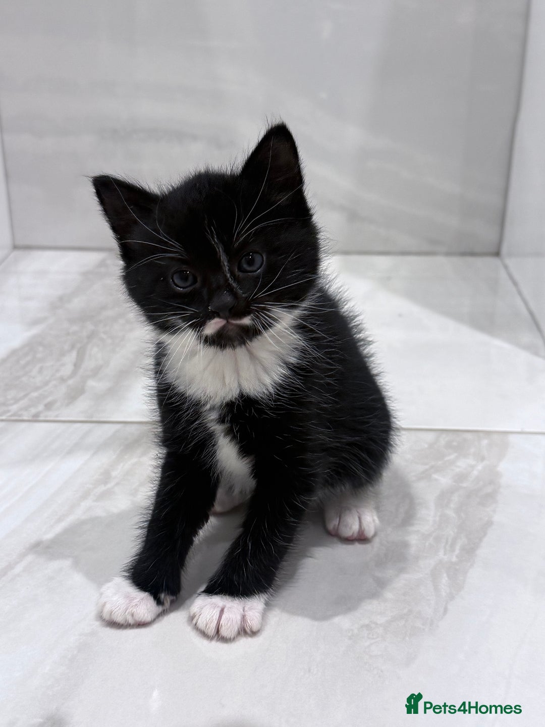 Mixed Breed cats for sale: Kittens - Advert 4