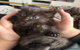 Ragdoll cats for sale: Half ragdoll kittens - Image 6