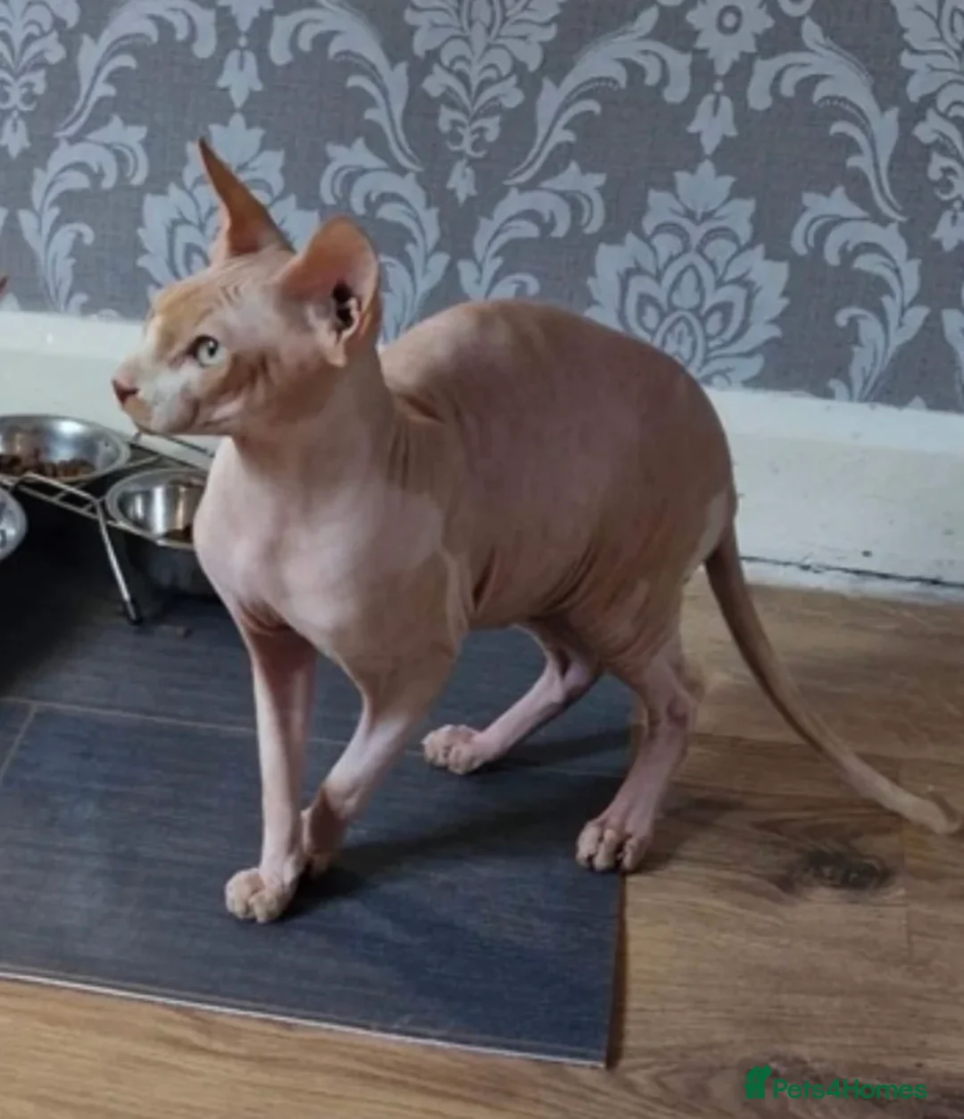 Sphynx cats for stud: PROVEN SPHYNX STUD in Tamworth - Advert 2