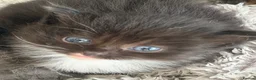 Mixed Breed cats for sale: 3 beautiful kittens for sale  - Advert 14