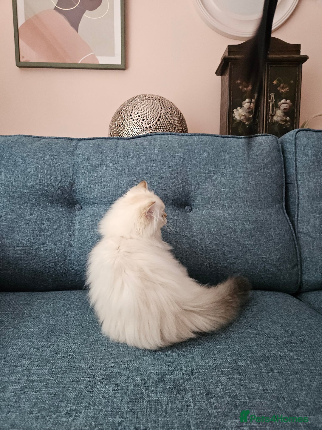 Scottish Fold cats for sale: Excellent Scottish straight girl ready to go in Erith - Image 28
