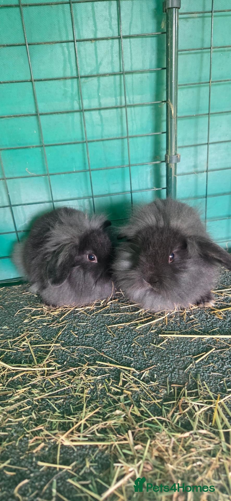 Mini Lop rabbits Mini lop one girl and one boy - Advert 11