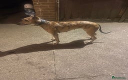 Lurcher dogs for sale: 2 year old lurcher bitch for sale  - Image 2