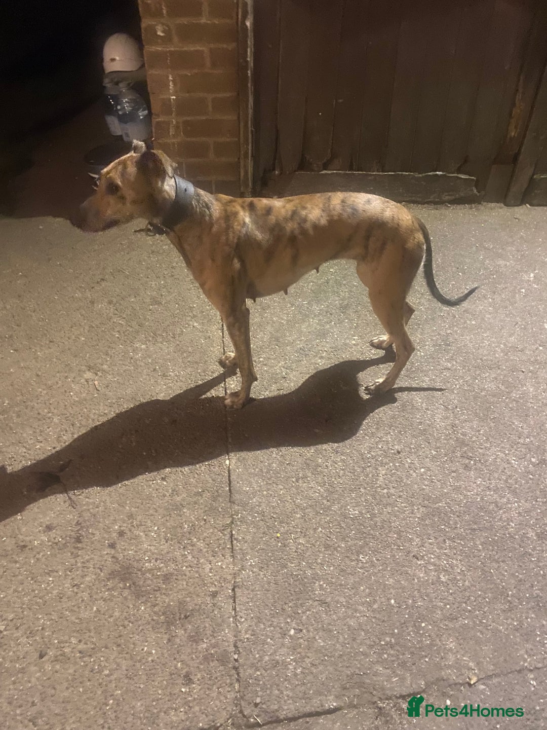 Lurcher dogs for sale: 2 year old lurcher bitch for sale  - Image 2