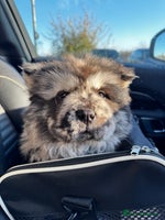 Chow Chow dogs Merle Chow Chow - Advert 3