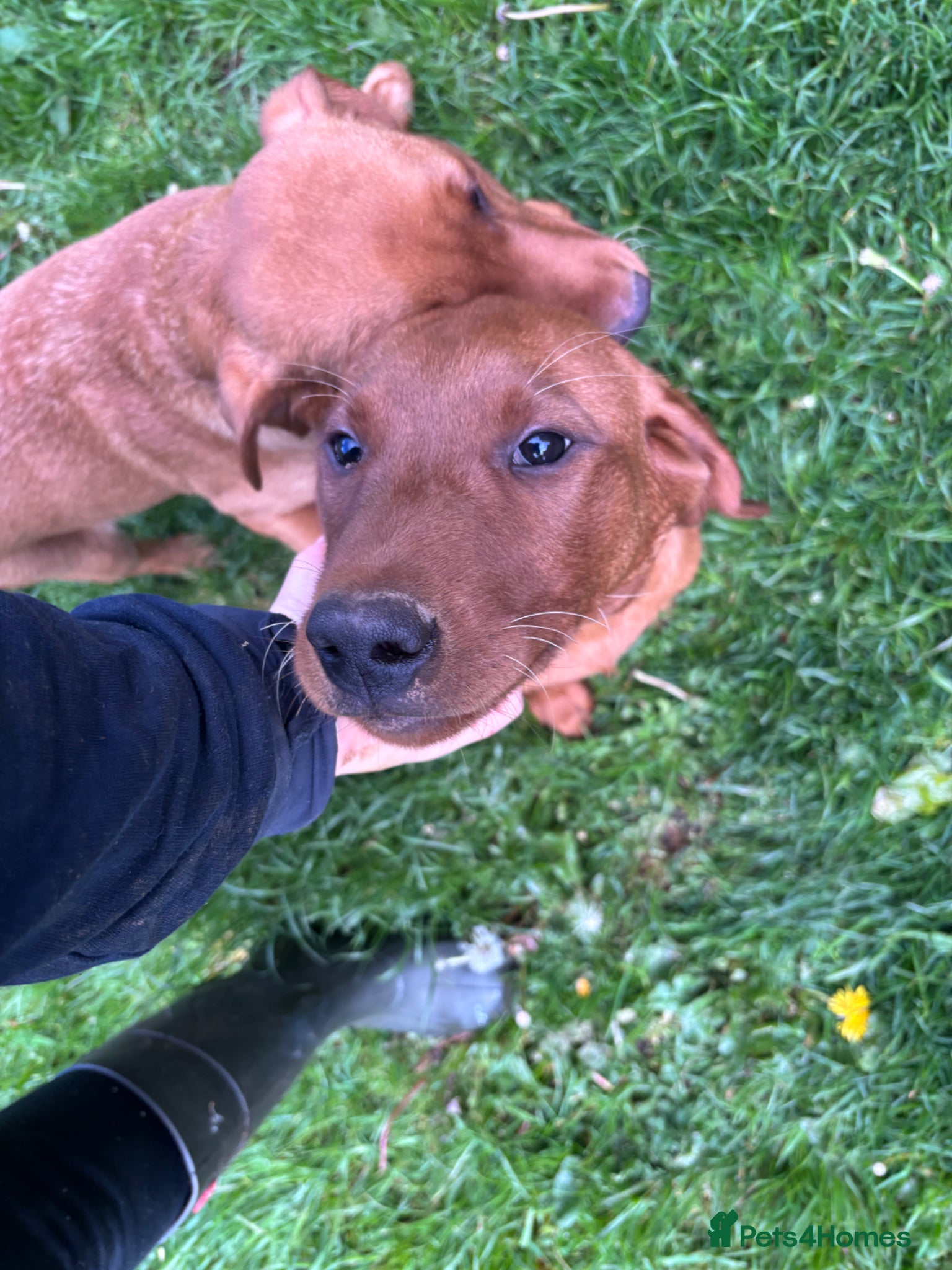 Labrador Retriever dogs Fox Red Labrador Puppy's For Sale - Advert 1