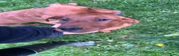 Labrador Retriever dogs for sale: Fox Red Labrador Puppy's For Sale - Advert 1