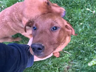 Labrador Retriever dogs Fox Red Labrador Puppy's For Sale - Advert 1