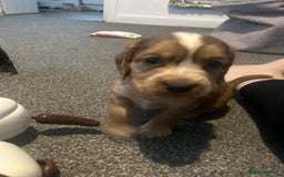 Cocker Spaniel dogs for sale: 🔥 rare coloured show type cocker spaniels  - Image 23