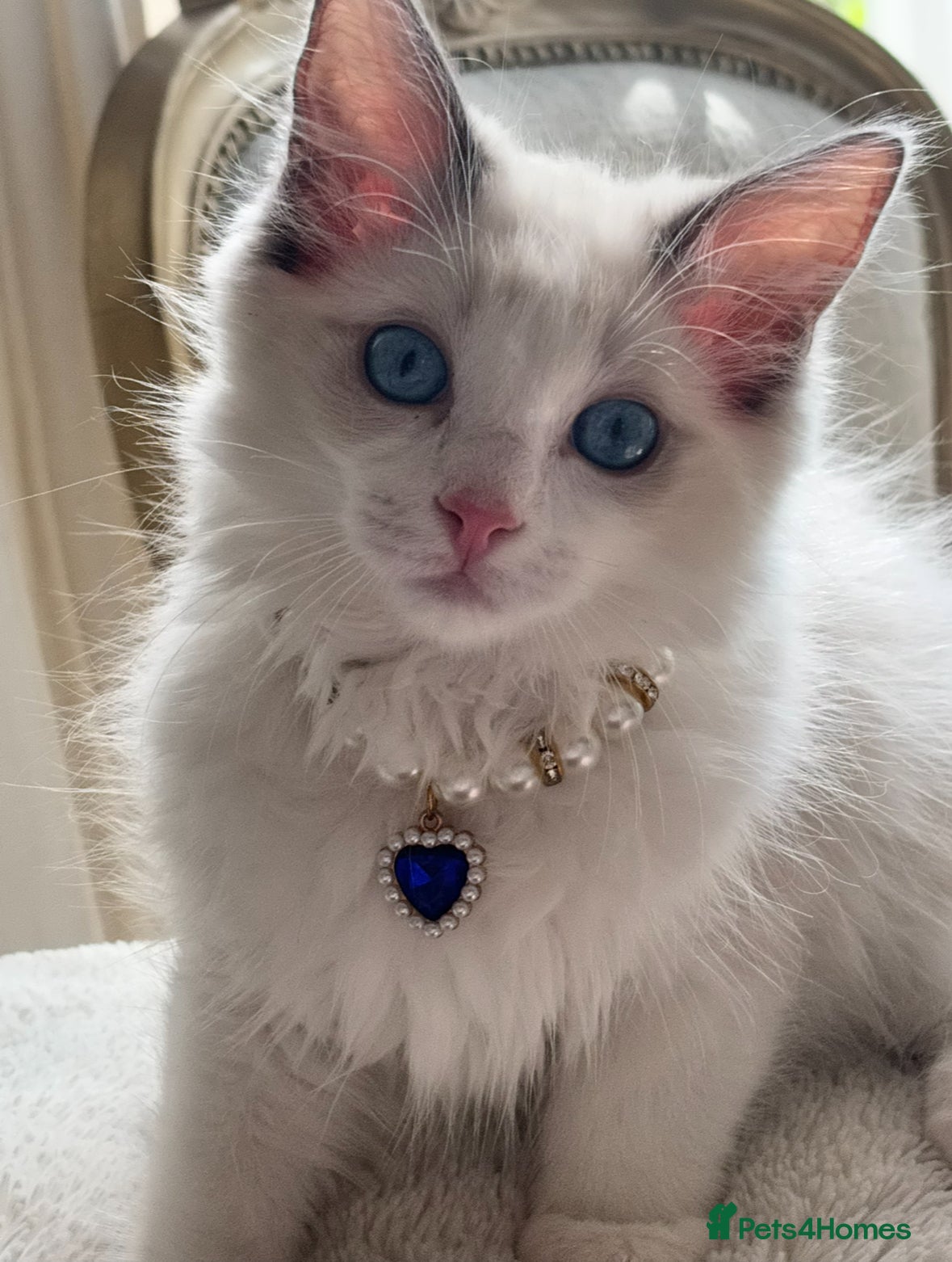 Ragdoll cats Last stunning Ragdoll boy left Indoor Only 🧸 - Advert 2