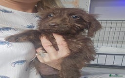 Doxiepoo dogs for sale: Doxipoos - Image 1