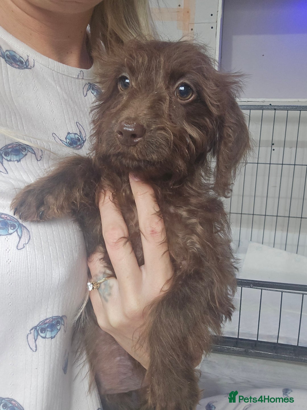 Doxiepoo dogs for sale: Doxipoos - Image 1