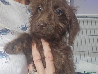 Doxiepoo dogs - Advert 8