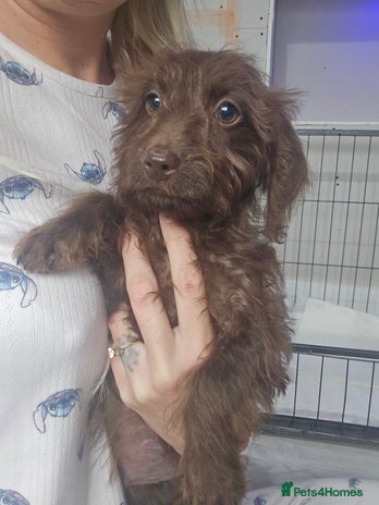 Doxiepoo dogs - Advert 1