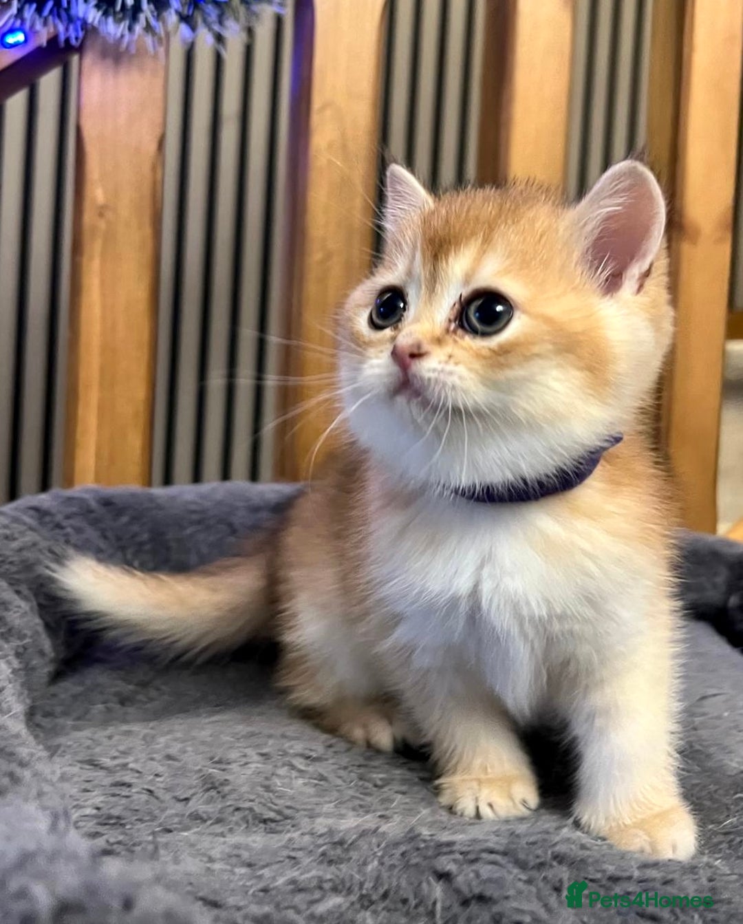 British Shorthair cats for sale: Fully pedigree kittens - Advert 6