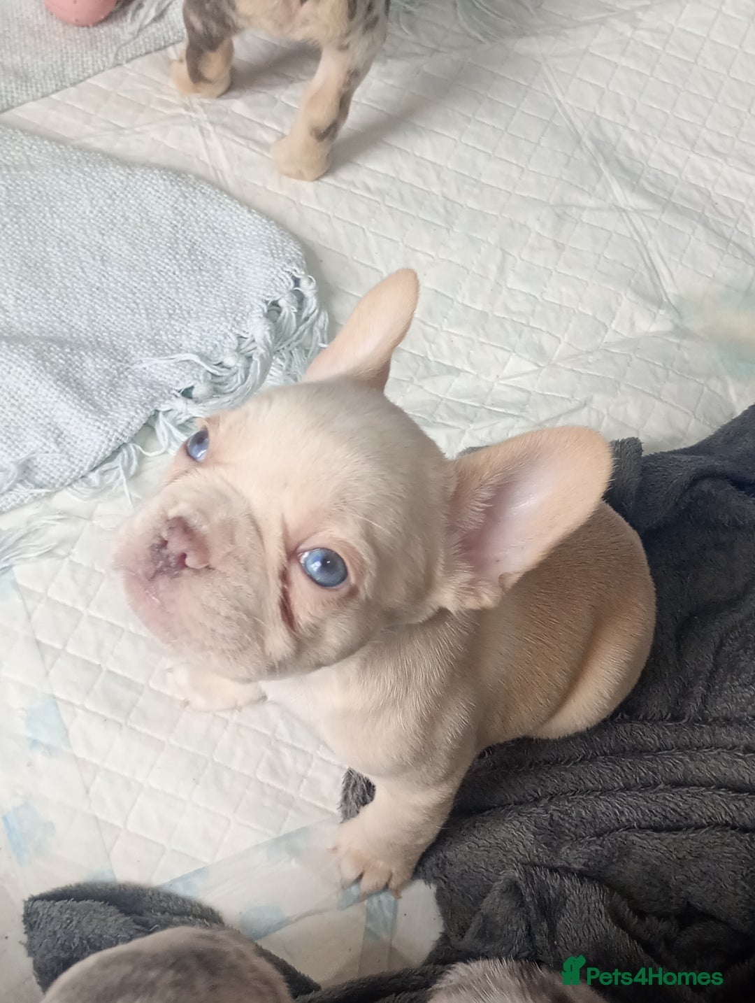 French Bulldog dogs for sale: REDUCED !!!! FRENCH BULLDOG PUPS / READY NOW!!! - Image 11