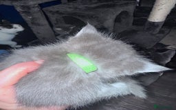 Maine Coon cats for sale: READY NOW Maine coon kittens  - Image 23