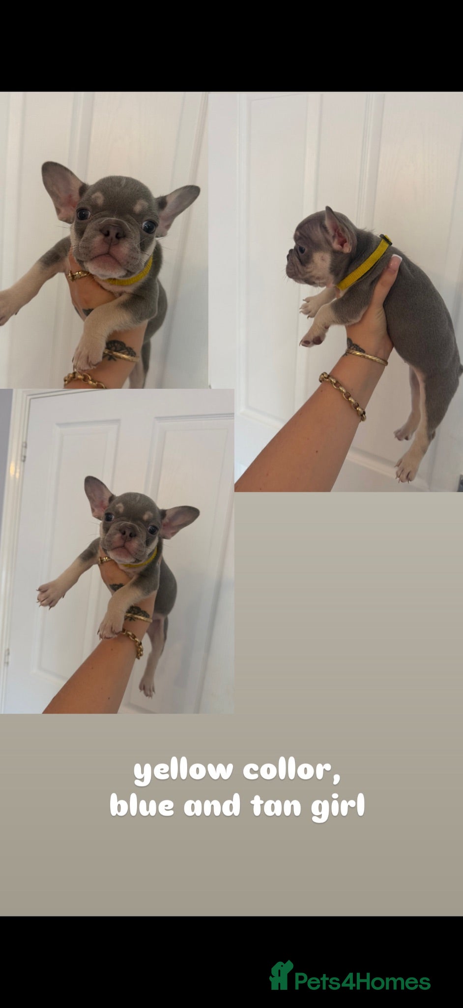 French Bulldog dogs french bull dog puppies 🔥 - Advert 10