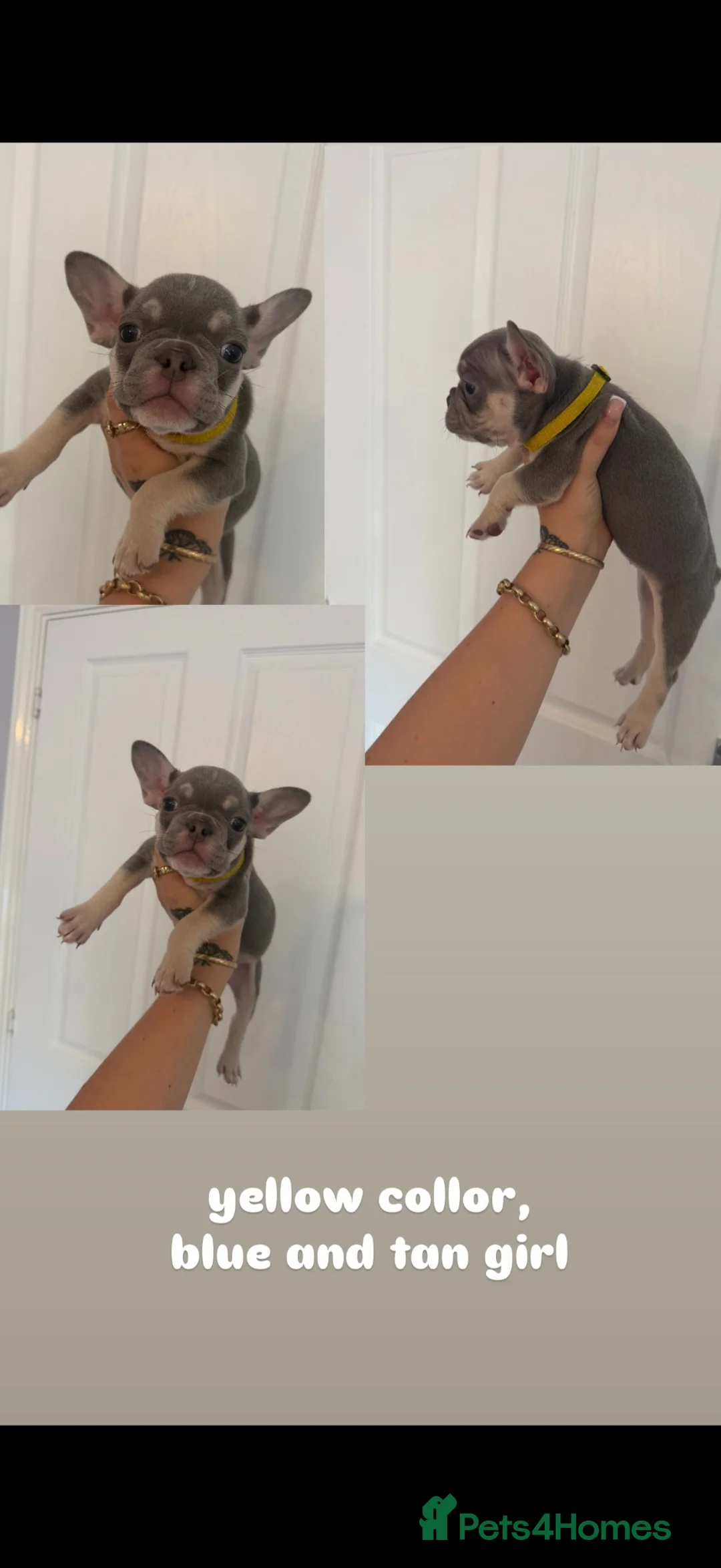 French Bulldog dogs for sale: french bull dog puppies ready now 🔥 - Advert 1