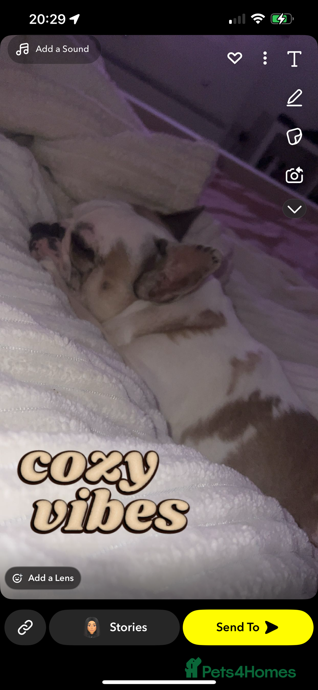 French Bulldog dogs for stud: STUD - Chunkz  - Advert 3