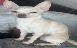 Chihuahua dogs for sale: White Male Chihuahua  - Image 6
