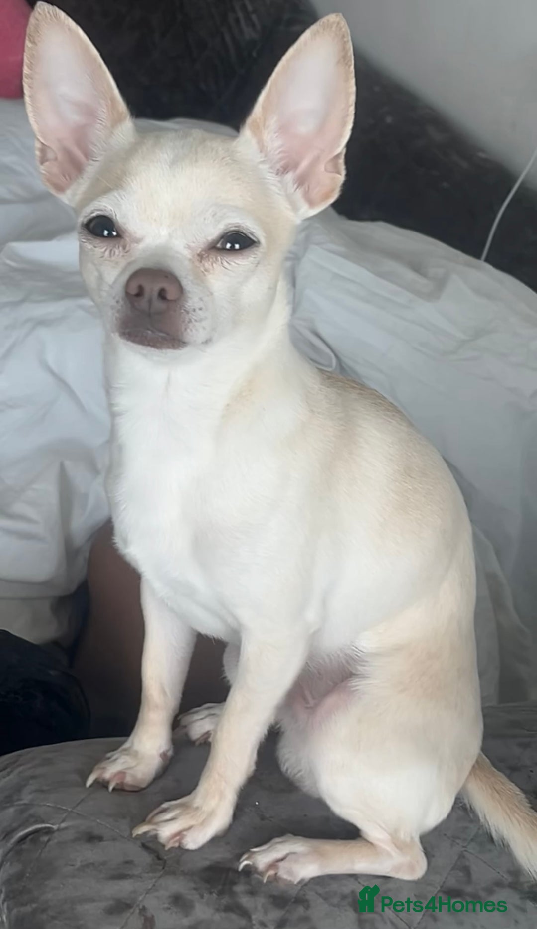 Chihuahua dogs for sale: White Male Chihuahua  - Image 6