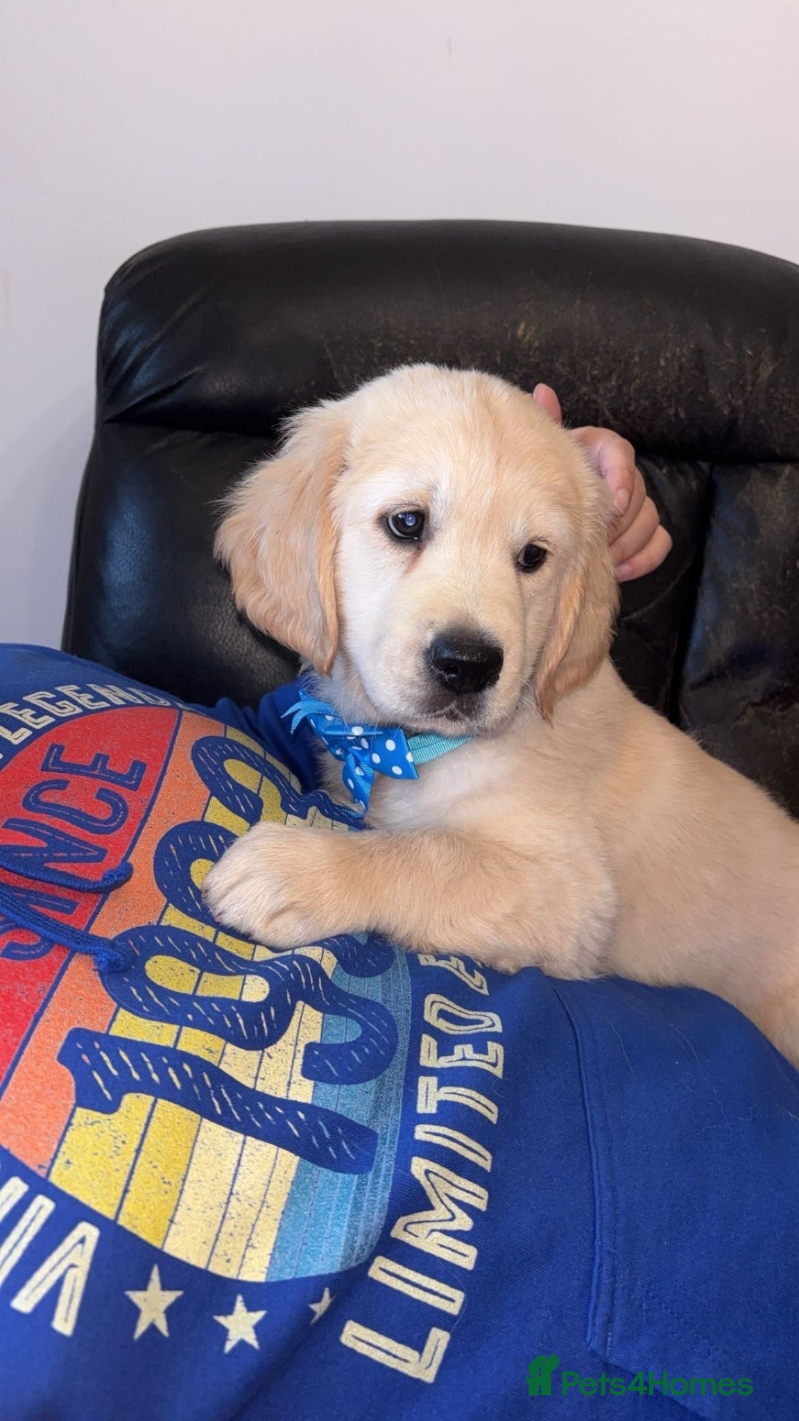 Golden Retriever dogs Golden retriever - Advert 11