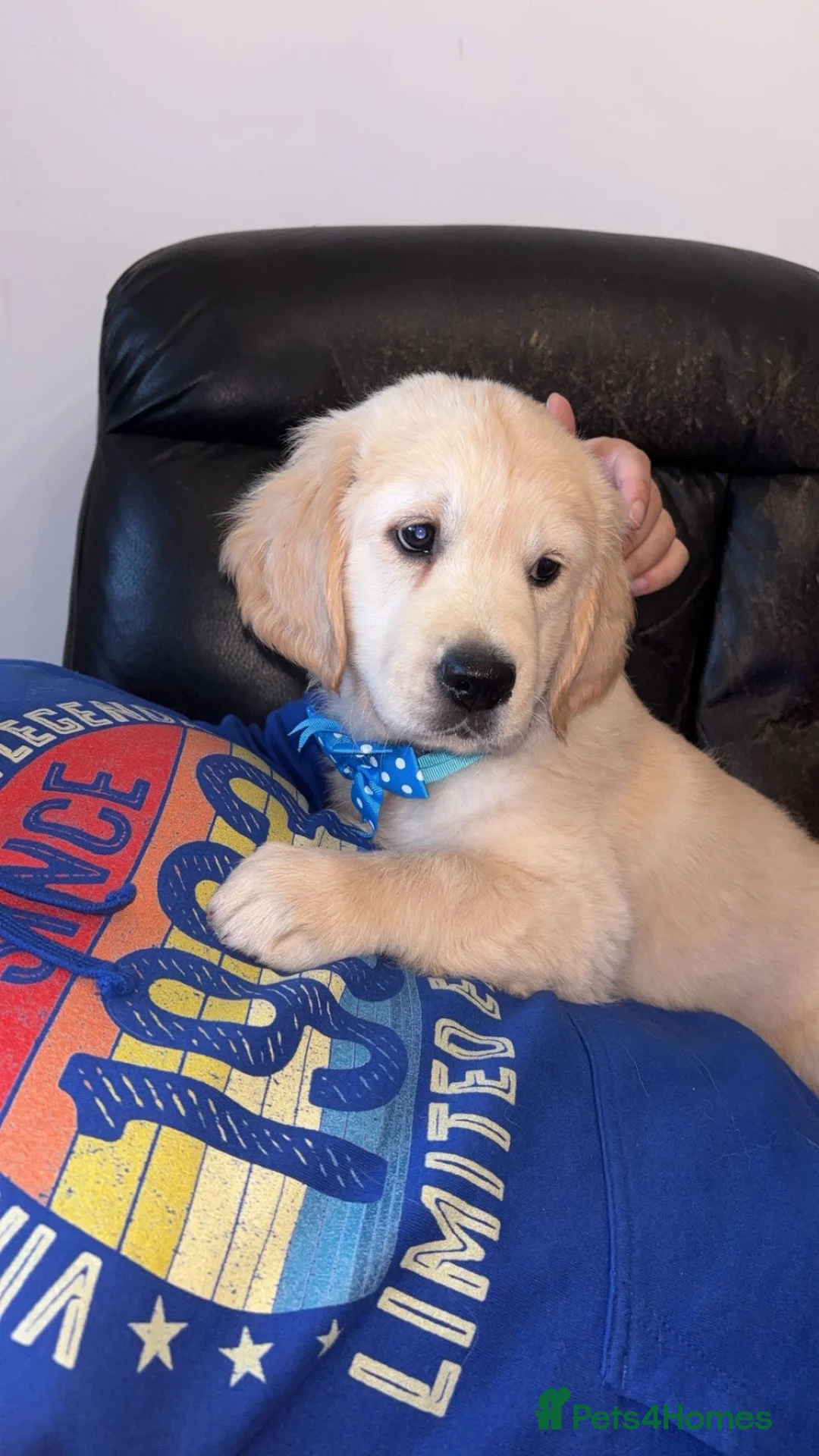 Golden Retriever dogs for sale: Golden retriever - Advert 8